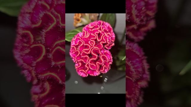 Celosia. Целозия.