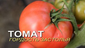 ГОРДОСТЬ ЗАСТОЛЬЯ! ОБЗОР СОРТОВ ТОМАТОВ! Советы от ЗЕЛЕНОГО ОГОРОДА!