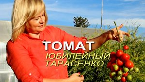 ЮБИЛЕЙНЫЙ ТАРАСЕНКО! ОБЗОР СОРТОВ ТОМАТОВ! Советы от ЗЕЛЕНОГО ОГОРОДА!