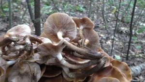 Ещё раз о Летнем опёнке! Kuehneromyces mutabilis.