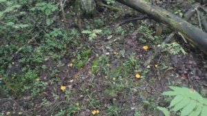 Лисички наступают! ...Дневник грибника 17.08.16