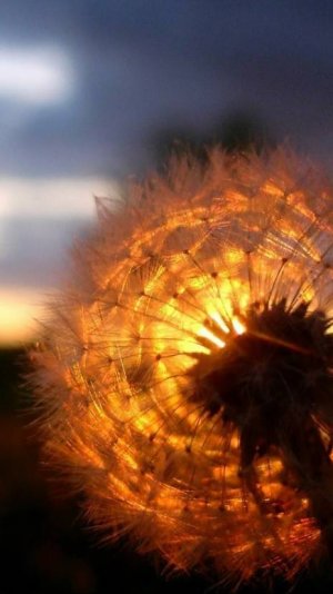 Лесное Волшебство!