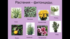 19.1. Прикладная паразитология. Урок 1. Горькие фитонциды горькой полыни