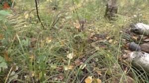 За другими придём через день! Дневник грибника 18 сентября 2021 года.