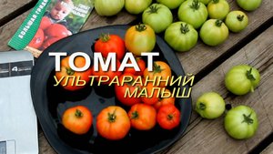 УЛЬТРАРАННИЙ МАЛЫШ! ОБЗОР СОРТОВ ТОМАТОВ! Советы от ЗЕЛЕНОГО ОГОРОДА!