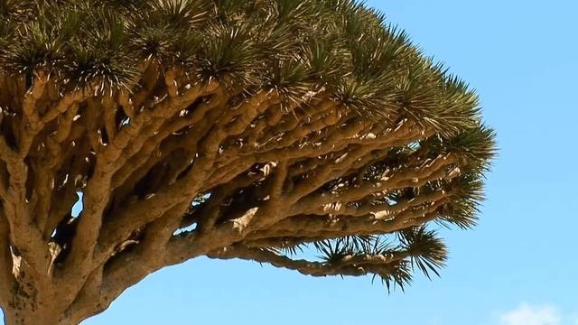 1000 и 1 ночь. Йемен конец 80-х, фото из архива наших друзей смотреть онлайн