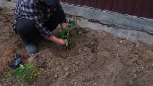 Как посадить помидоры Деревенский способ Купил рассаду помидор и высаживаю в грунт ПОДВАЛ ИЛЬИЧА