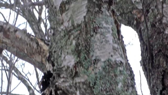 По льду и снегу за грибами.. Дневник грибника 7 декабря 2018 г.