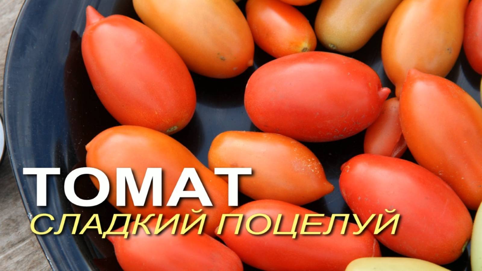 Очень урожайный томат СЛАДКИЙ ПОЦЕЛУЙ! Обзор сортов ТОМАТОВ! Советы от ЗЕЛЕНОГО ОГОРОДА!