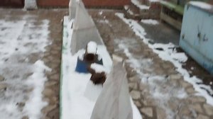 Выпал первый снежок укрыл мои растения