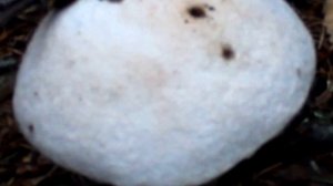 Редкий гриб. Подосиновик белый  -  Leccinum percandidum