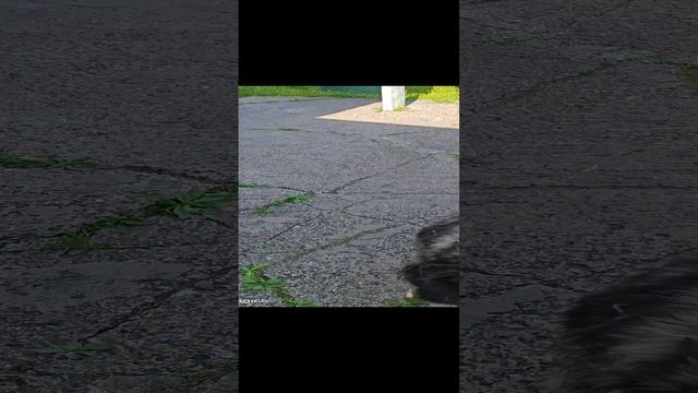 Отпустили погулять