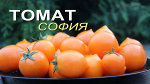 Самый РАННЕСПЕЛЫЙ и НИЗКОРОСЛЫЙ томат для открытого грунта! Обзор сортов ТОМАТОВ!