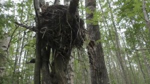 Первыми "выстрелили" лисички. Дневник грибника 6 июля 2019 года.