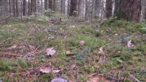 Волна тепла пробудила волну роста. Дневник грибника 12 октября 2018 года.