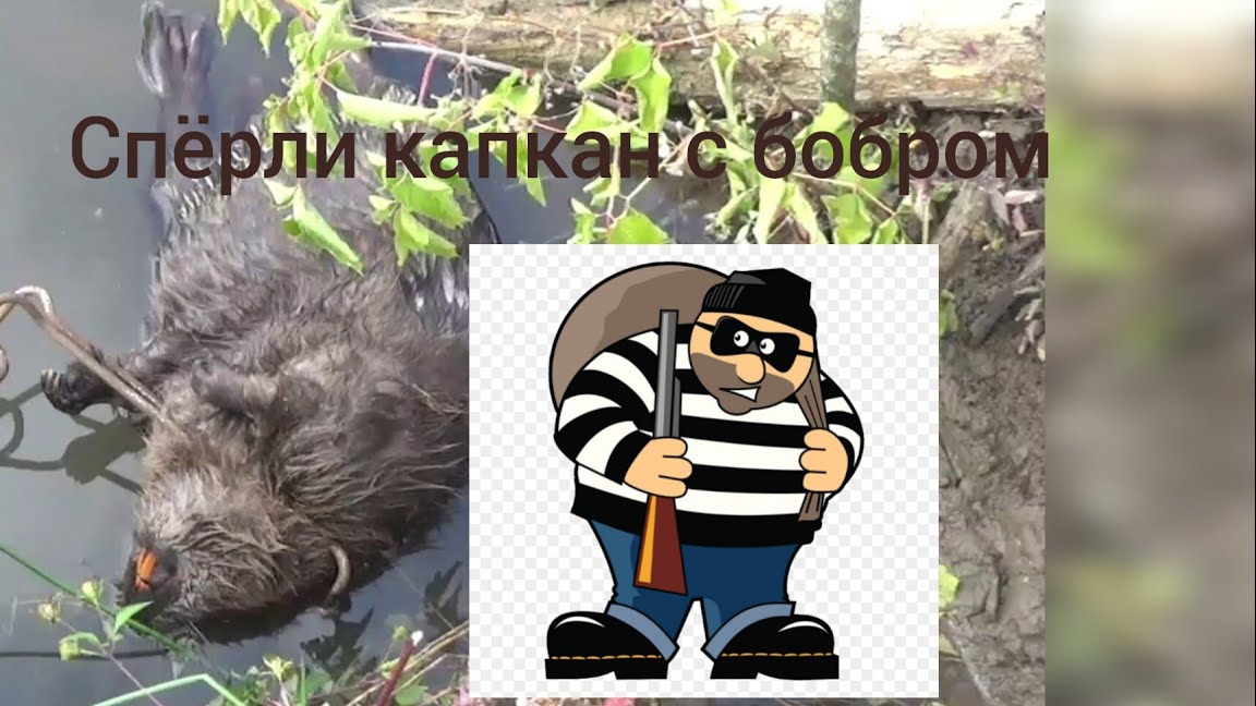 Спёрли капкан, проверка капканов на бобра. смотреть онлайн