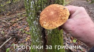 Прогулки за грибами.  Дрожалка, осенние опята-переростки,  чешуйчатка.