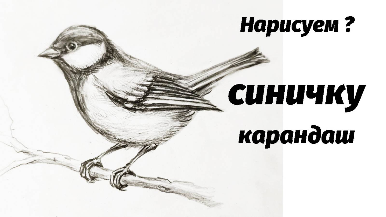 Синица нарисованная