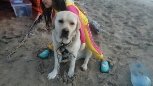 Как купить собаку 😜