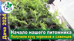 Начало нашего питомника. Получили кучу черенков и саженцев туи, ели, сосны и можжевельника