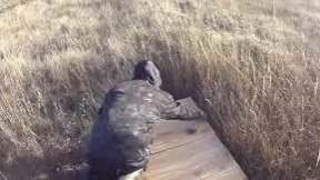 Охота на лису и гуся, делаем приваду на лису и солонец на зайца.