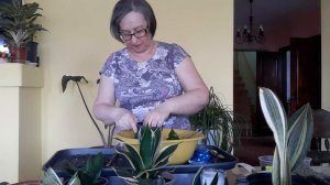 Сансевиерии как отделить деток не навредить ..Любовь Скороходова