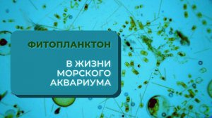 Фитопланктон в жизни морского аквариума