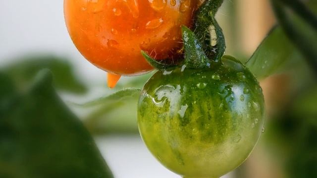 1,5 тонн урожая с одного куста томата, попробуйте этот уникальный сорт томата!!! смотреть онлайн