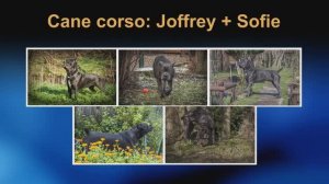 Кане корсо: Жоффрей и София