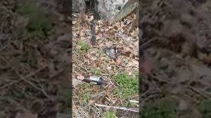 Про белок. ЦПКиО г.Рязани весной. Прогулка по парку 19 апреля 2022