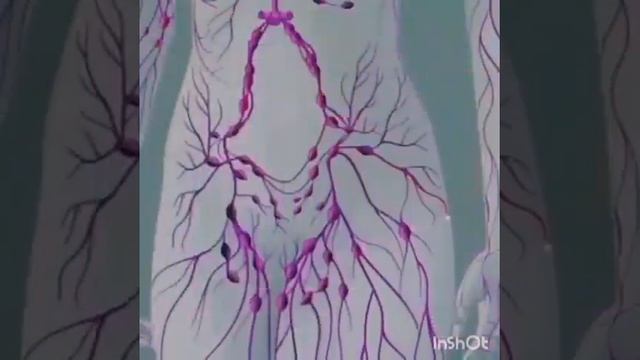 Лимфатическая система человека смотреть онлайн