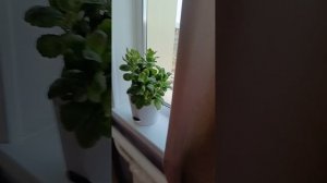 Каланхоэ