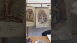 Сироид Д.В Стернотомия