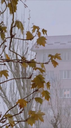 С первым снегом Бишкек!♥️🌨️