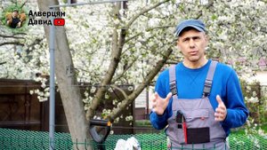 Можно ли на место старого куста винограда посадить новый куст?