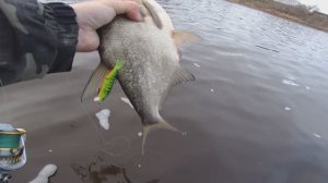 рыбалка на спиннинг. Река Онега. Ноябрь 2024