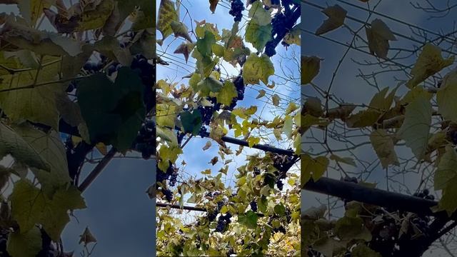 Золотая осень в Краснодаре