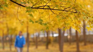 12618976_1920_1080_50fps