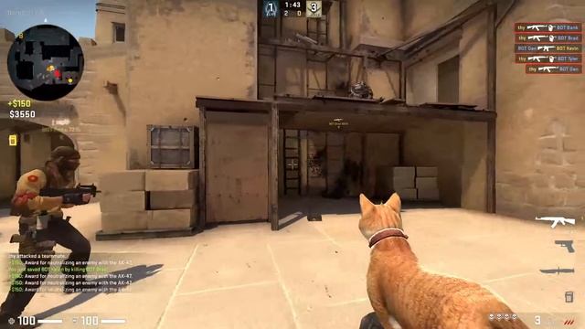 silly cat gun in csgo смотреть онлайн