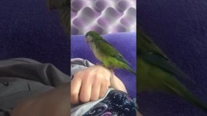 Попугай породы Калита ,Квакер ,Монах по имени Гуччи !