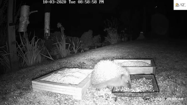 Will a Cat Prey on a Hedgehog? ... Gresham, North Norfolk, UK BWHQ смотреть онлайн