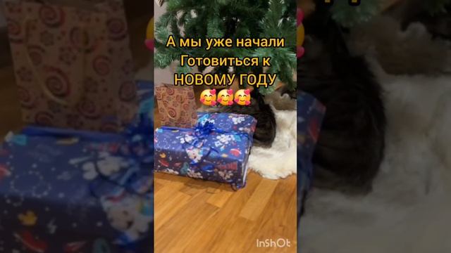 Веселые котики#котики#смешныекоты#юмор