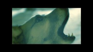 "Клык"/ Тизер-трейлер (короткометражный фильм 2024 год)