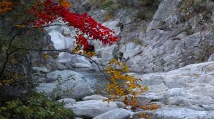 6341268-hd_1920_1080_30fps