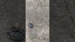 Как заставить тарантула вылезти из норки