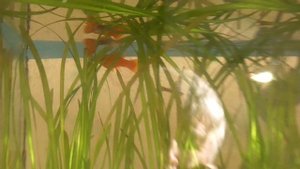 У меня в аквариуме плавают новые рыбы гуппи и меченосцы