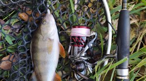 Лесная микро-речка. Джиговая прогулка 20 октября 2024 года