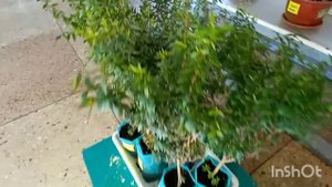 ДОНЕЦКИЙ БОТСАД В ФЕВРАЛЕ 2024год/МАГАЗИН КОМНАТНЫХ РАСТЕНИЙ /1 часть🪴🪴🪴🌿🌿🌿💚💚💚