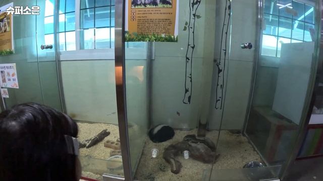 [육아여행 | 육아브이로그] 아빠랑 단 둘이 떠나는 첫 여행_곤충, 동물 체험🐰_경기도 포천 5편