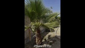 Google Pixel 9 Pro VS iPhone 15 Pro Camera Comparison and Review